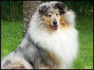 Tessy du clos des trois sapins