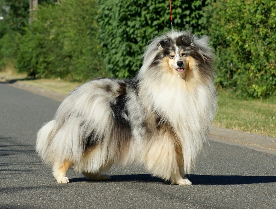 Hézeris soft emeralds des plaines d'Alexoanne