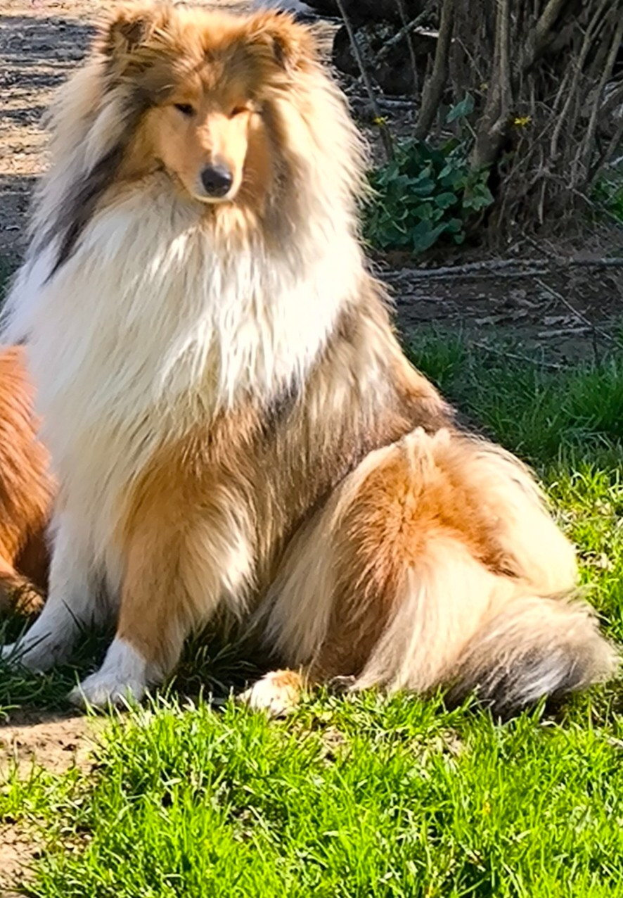 Alice De Pepsie Pep's