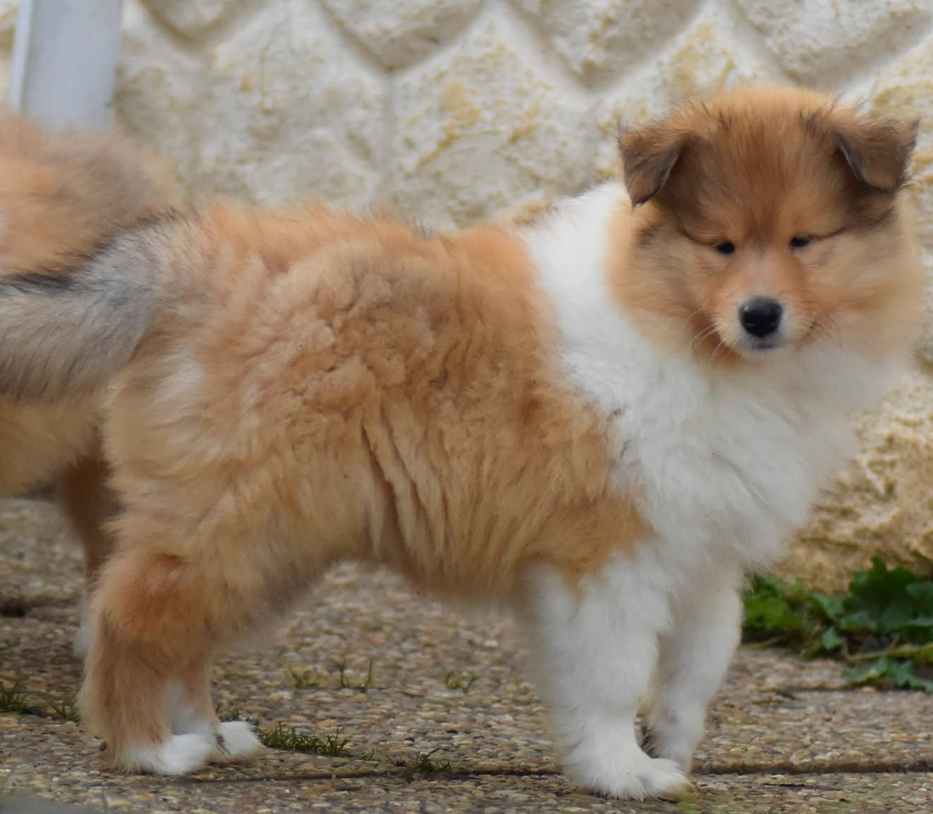 A Grammy awards du domaine des Emeraudes