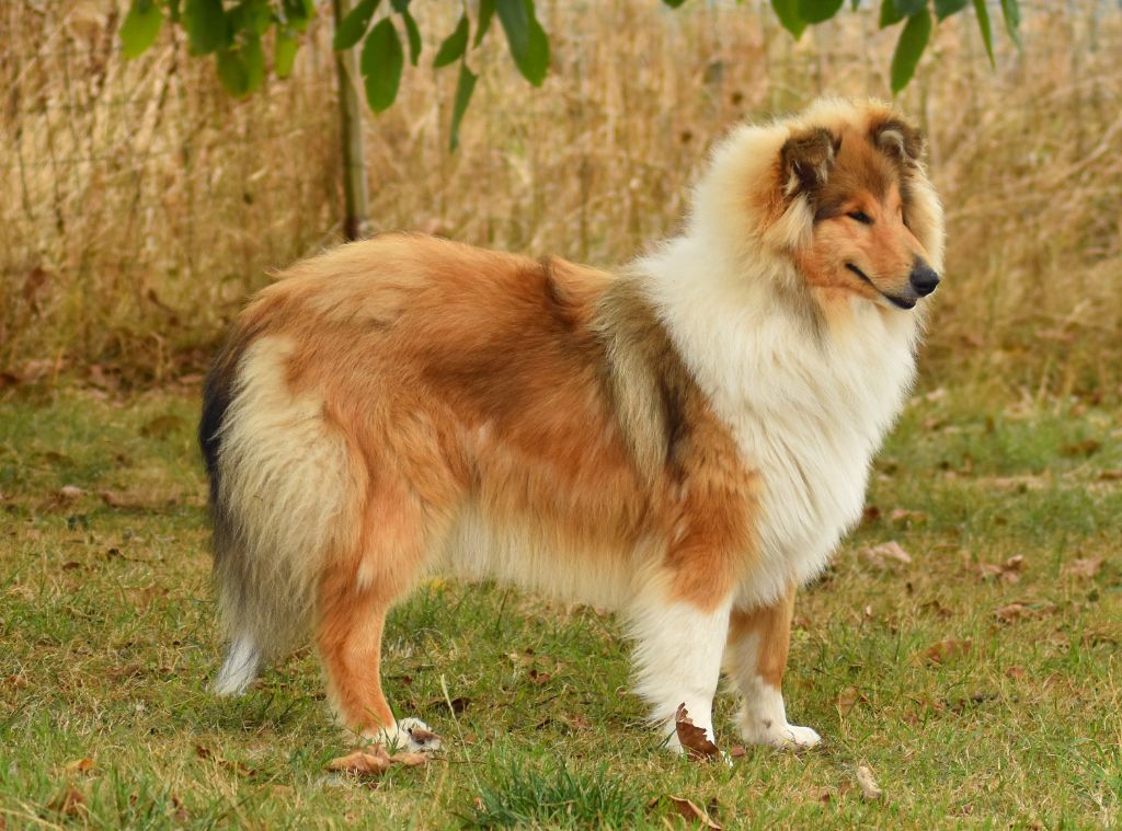 du domaine des Emeraudes - jeune femelle sable disponible