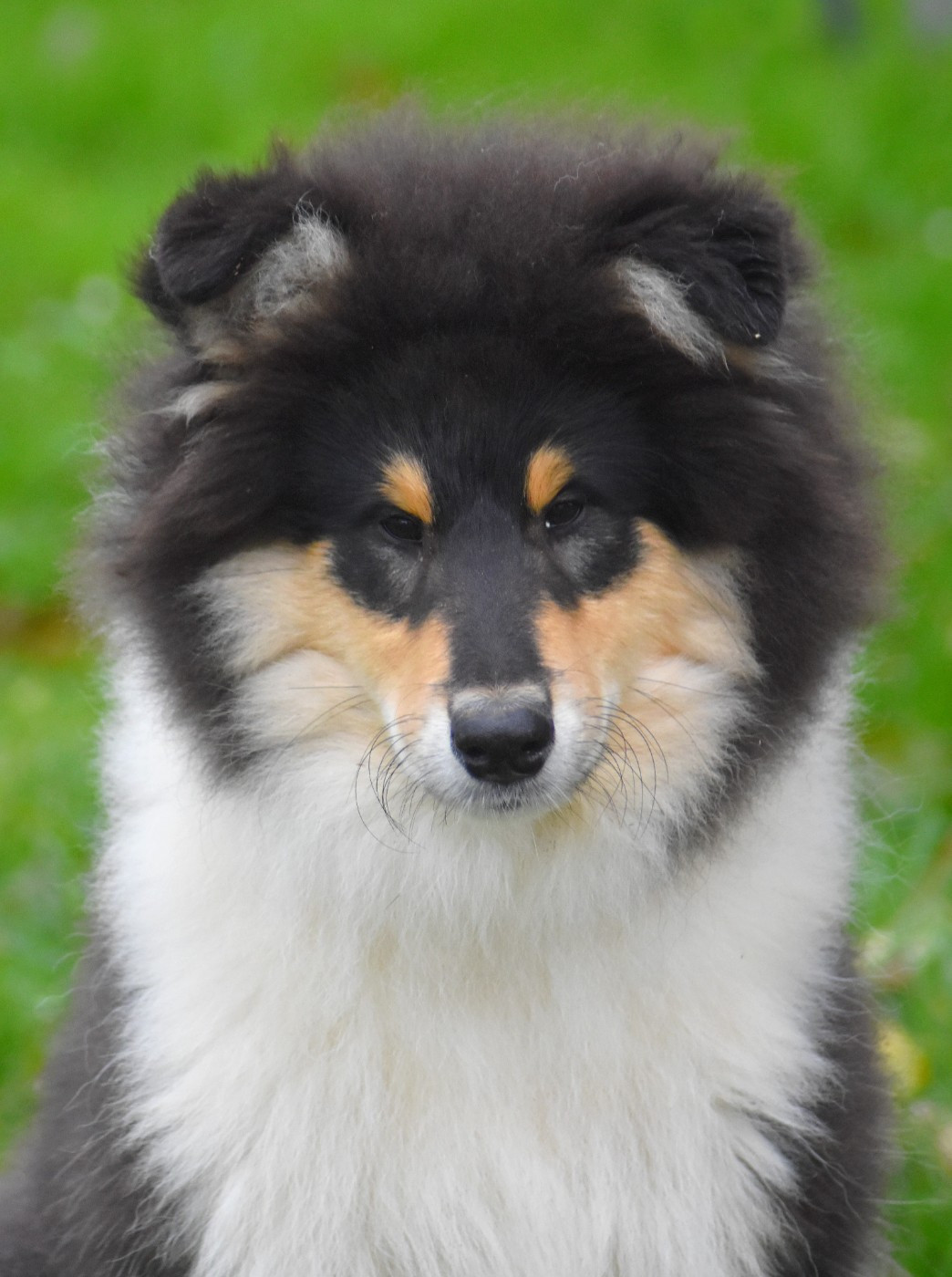 du domaine des Emeraudes - Chiots disponibles - Colley à poil long