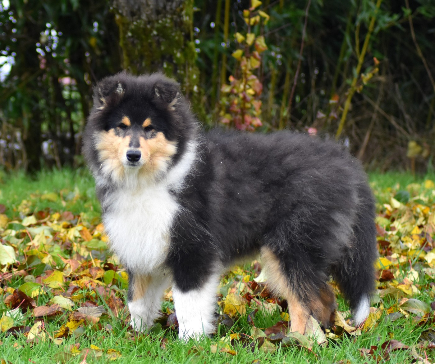 du domaine des Emeraudes - Chiots disponibles - Colley à poil long