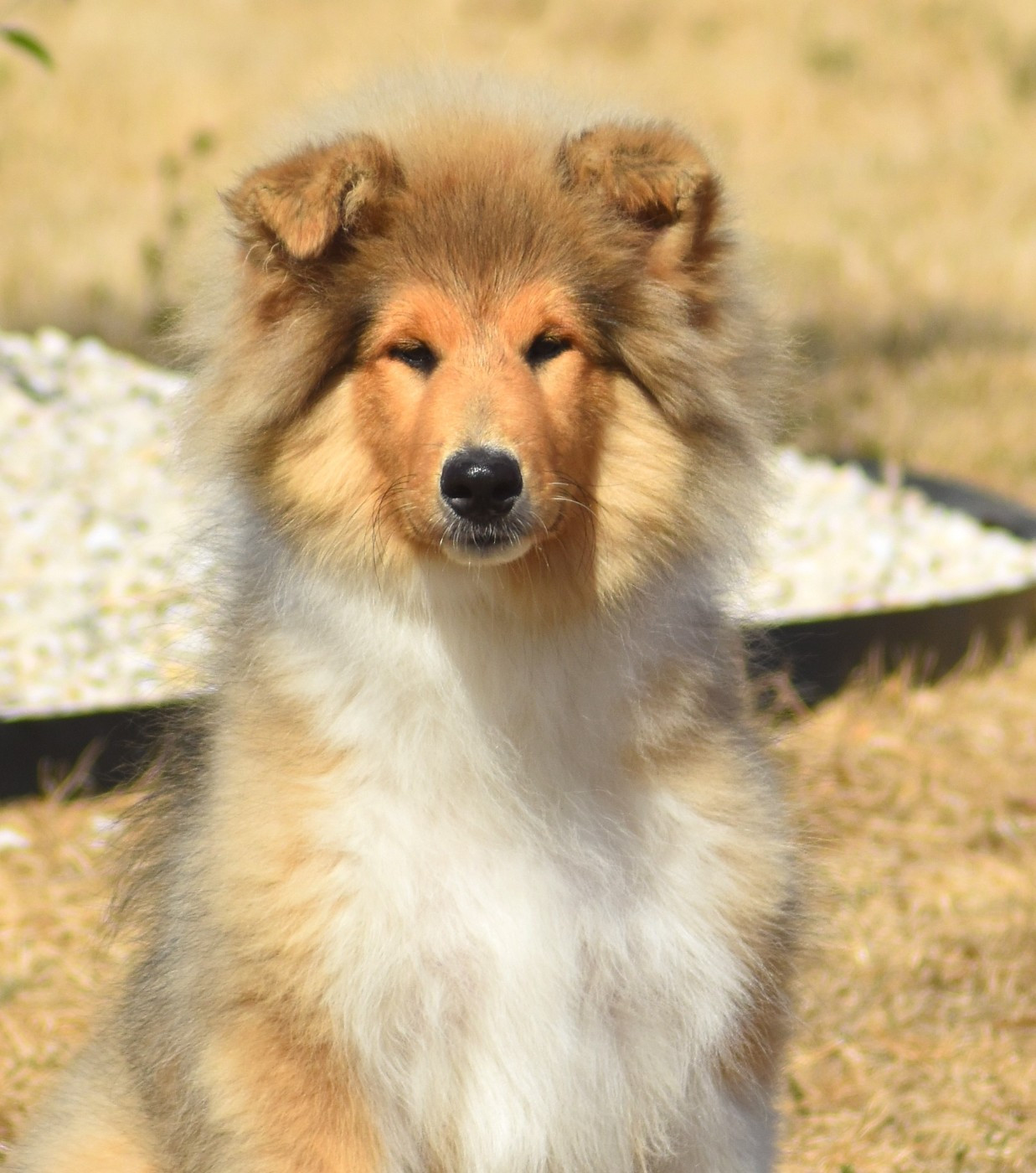 du domaine des Emeraudes - Chiots disponibles - Colley à poil long