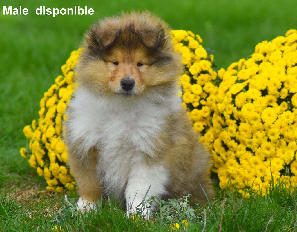 du domaine des Emeraudes - Chiots disponibles - Colley à poil long