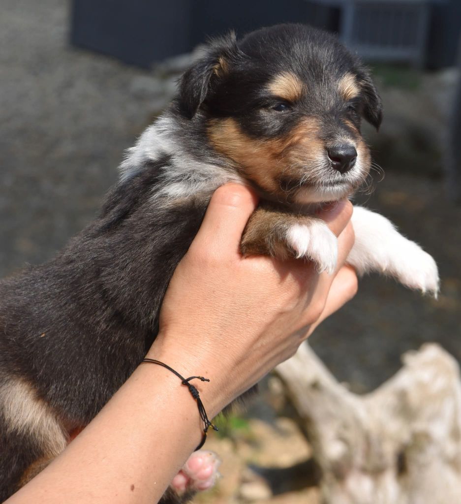 du domaine des Emeraudes - Chiots disponibles - Colley à poil long