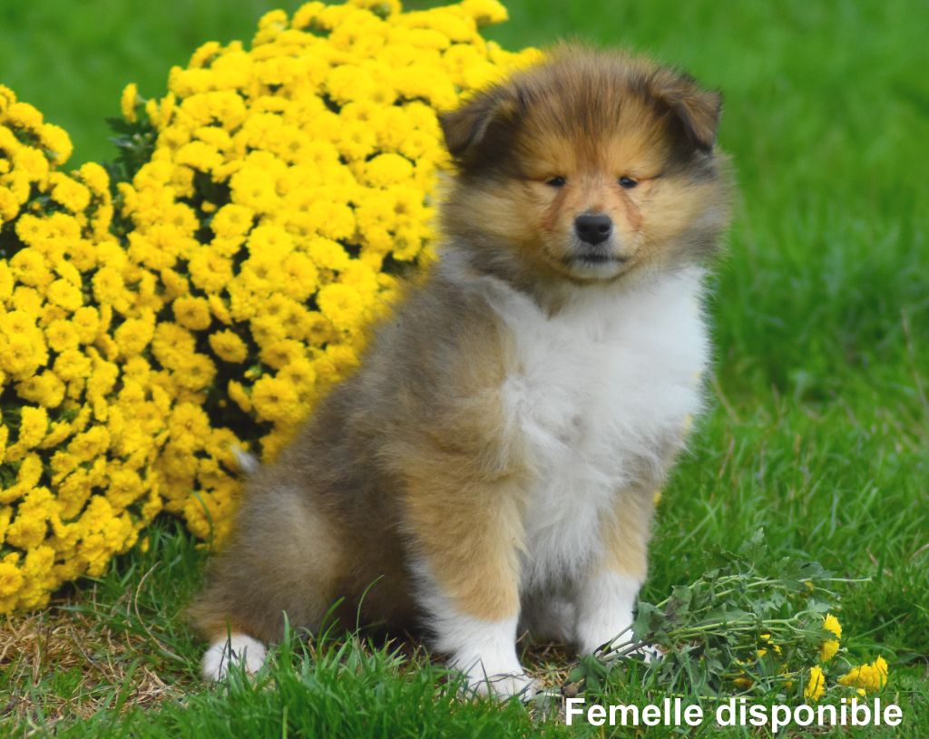 du domaine des Emeraudes - Chiots disponibles - Colley à poil long