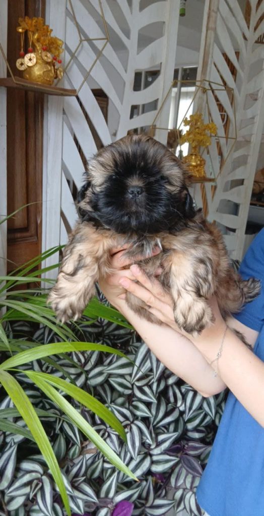 du domaine des Emeraudes - Chiots disponibles - Shih Tzu