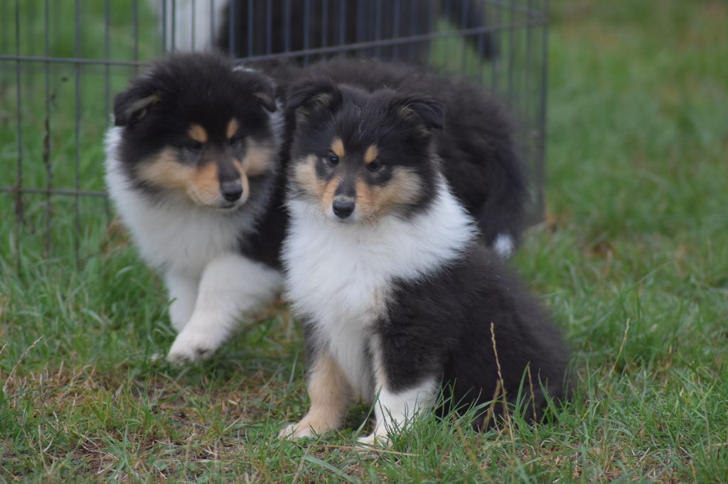 du domaine des Emeraudes - Chiots disponibles - Colley à poil long
