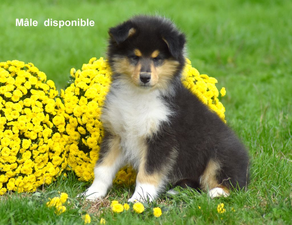 du domaine des Emeraudes - Chiots disponibles - Colley à poil long