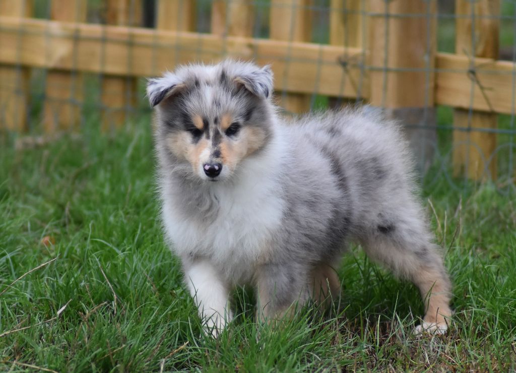 du domaine des Emeraudes - Chiots disponibles - Colley à poil long