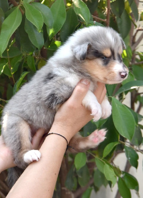 CHIOT