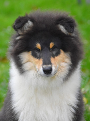 Artiste nocturne du domaine des émeraudes