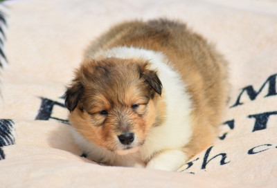 CHIOT 2