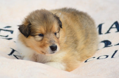 CHIOT 3