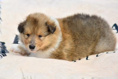 CHIOT 4