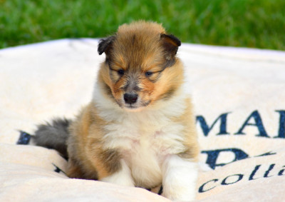CHIOT 5