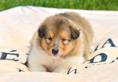 CHIOT 6
