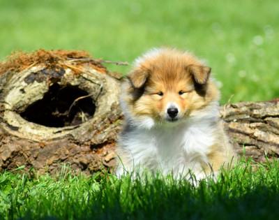 CHIOT 1