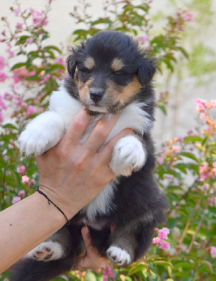 CHIOT