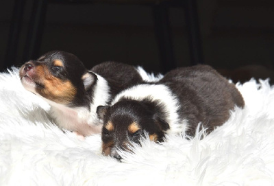 CHIOT