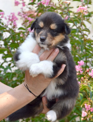 CHIOT
