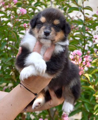 CHIOT
