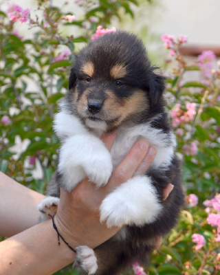 CHIOT