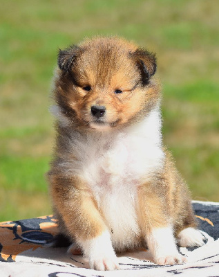 CHIOT
