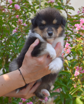 CHIOT
