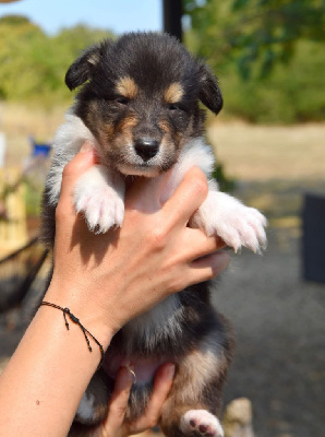 CHIOT