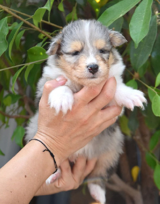 CHIOT
