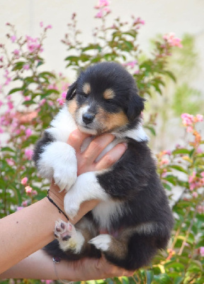 CHIOT