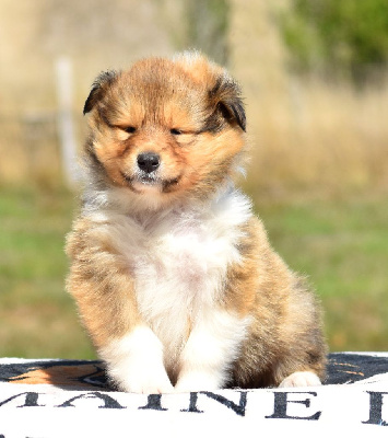 CHIOT