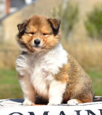 CHIOT