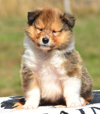 CHIOT