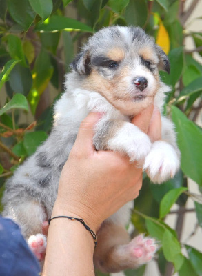 CHIOT