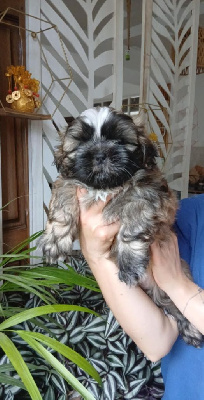 CHIOT 1