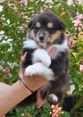CHIOT