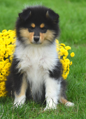 CHIOT
