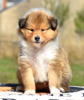 CHIOT