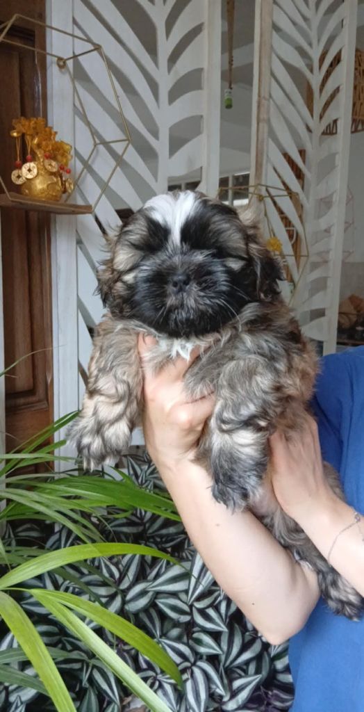 du domaine des Emeraudes - Chiots disponibles - Shih Tzu