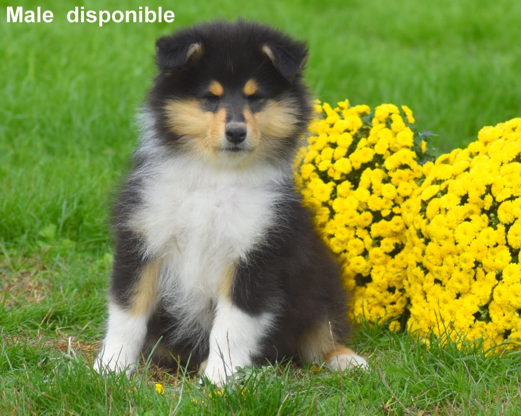 du domaine des Emeraudes - Chiots disponibles - Colley à poil long