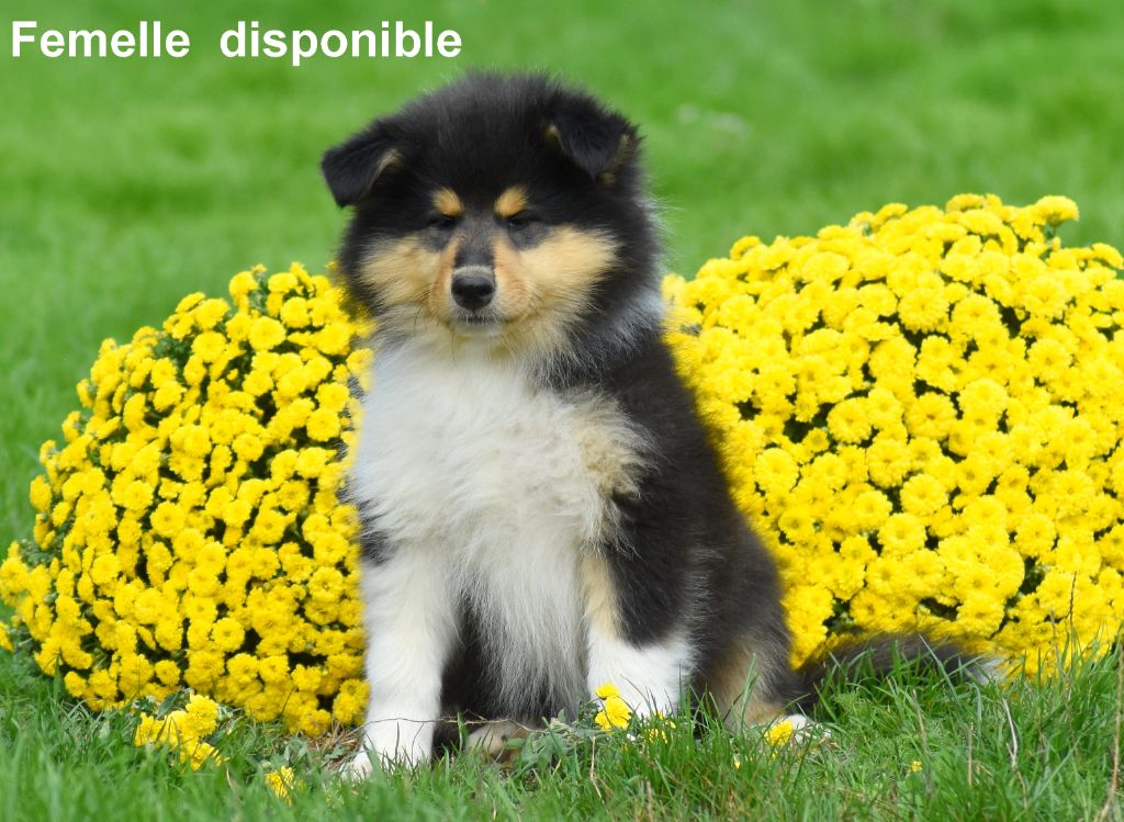 du domaine des Emeraudes - Chiots disponibles - Colley à poil long